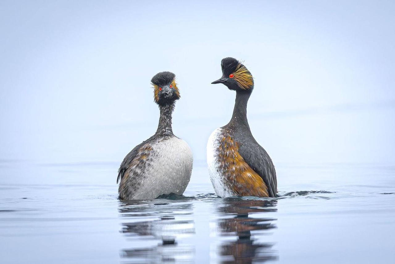 Coppia di svassi sull'acqua – foto di Giorgio Fontana