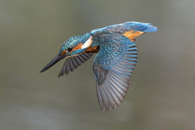 Martin pescatore in volo – Giorgio Fontana
