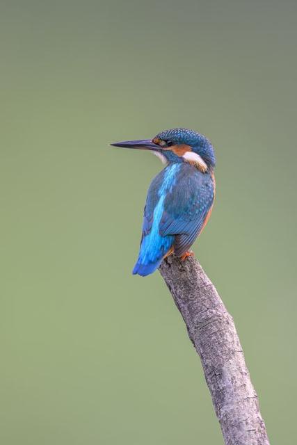 Foto di Antonello Scotton